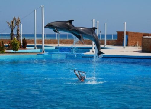 Dolphin Show - Dolphinarium