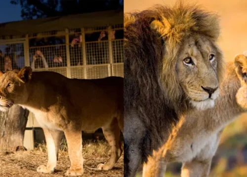 Land of Lion / Aquarium & Terrarium